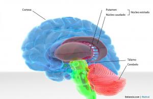 Thalamus: anatomy, structures and functions