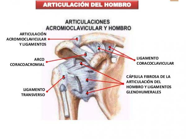 어깨 관절 - 삼각근 아래 또는 상완골 관절