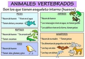 Vertebrate animals: characteristics and classification