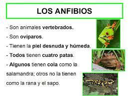 Anamniotic animals: definition - Anamniotic animals: examples
