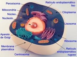 Усі частини тваринної клітини та їх функції