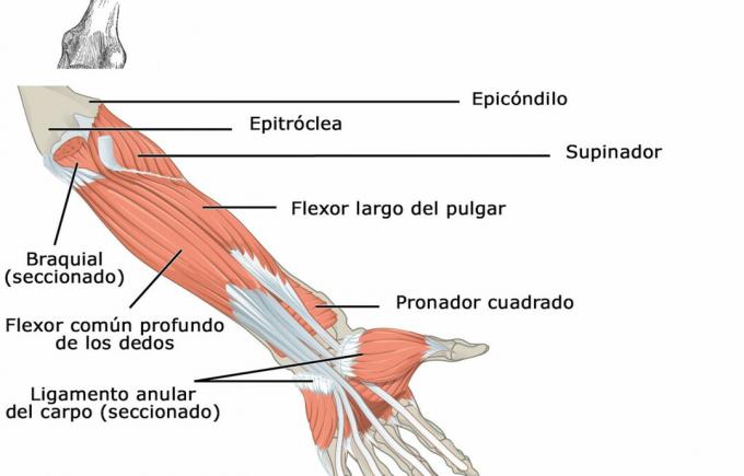 Deep flexor muscle of the fingers