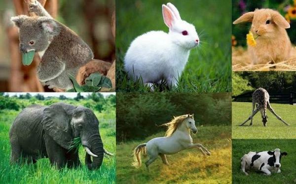 Classification of animals according to their diet - Herbivorous animals