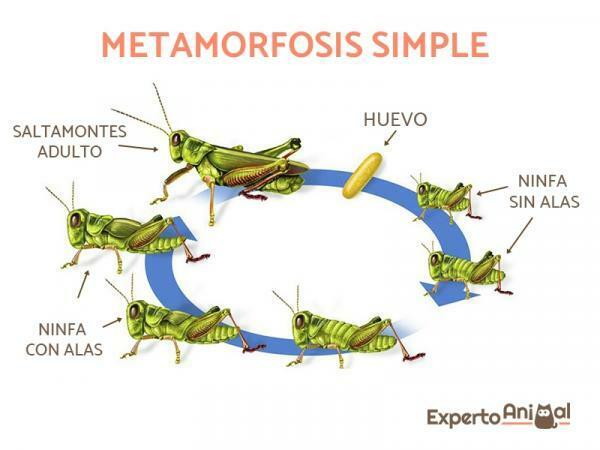 Metamorphosis hmyzu - shrnutí