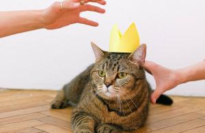 The 110 best phrases about cats