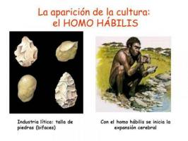 Homo habilis: physical and cultural characteristics