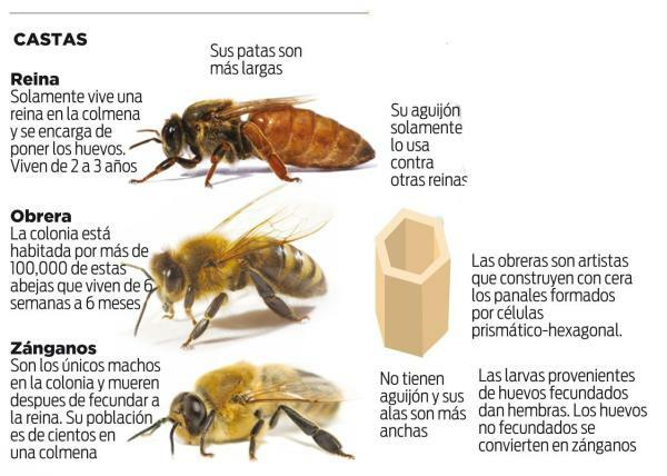 꿀벌이 번식하는 방법 - 꿀벌의 호기심: 벌집에서의 역할 