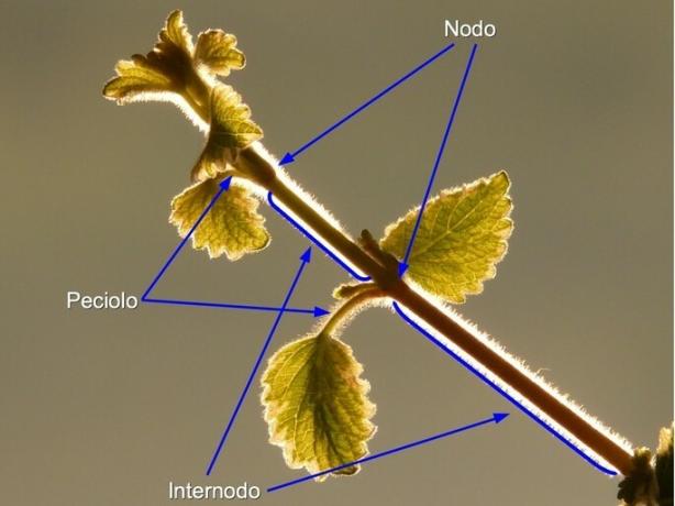 частини стебла, що показують вузол, міжвузля і черешки