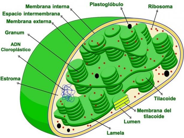 augu šūnu hloroplasta struktūra