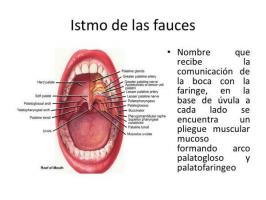Function of the isthmus of the fauces