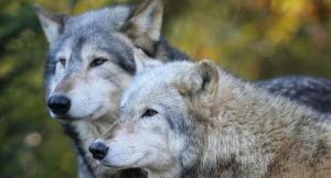 Pôvod psa: kedy a kde sa vlk domestikoval?