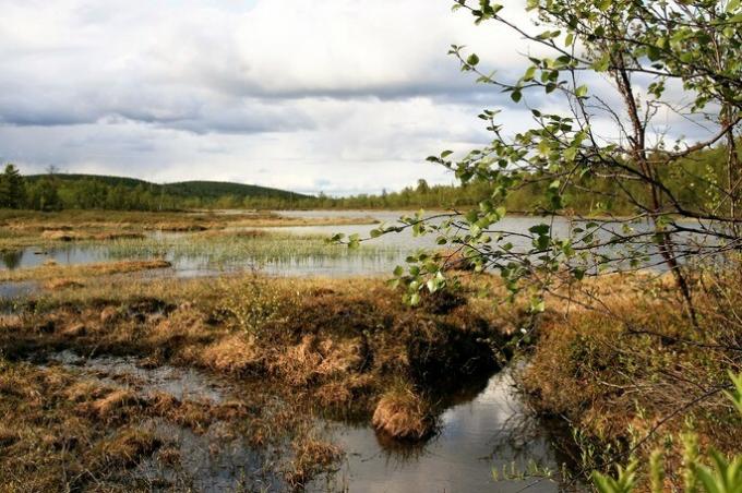 wetlands biome of the aquatic type