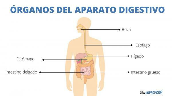消化器系の器官-大腸