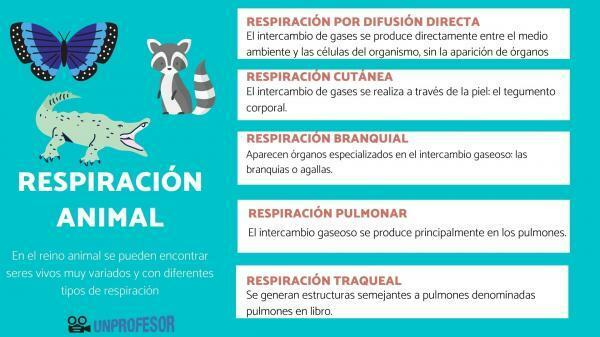 Tracheal respiration: examples in animals - Respiration in the largest insects 
