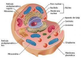 Major cell types of the human body