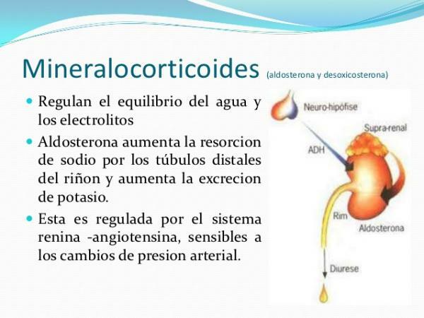 What is the role of mineralocorticoids - What are mineralocorticoids?