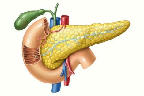 Organs of the digestive system - Pancreas