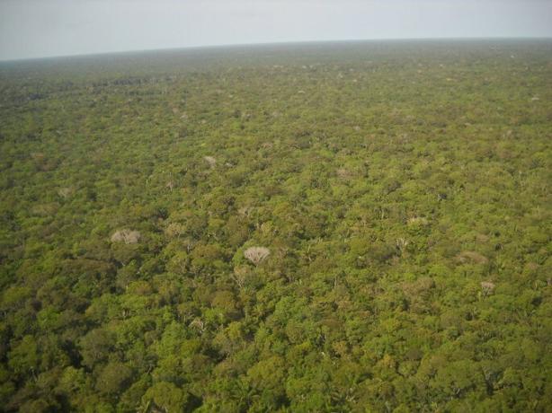 열대 우림 기후의 브라질 아마존
