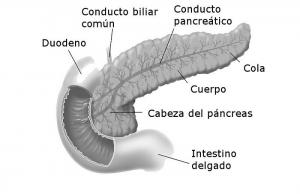 The 10 parts of the pancreas: their characteristics and functions