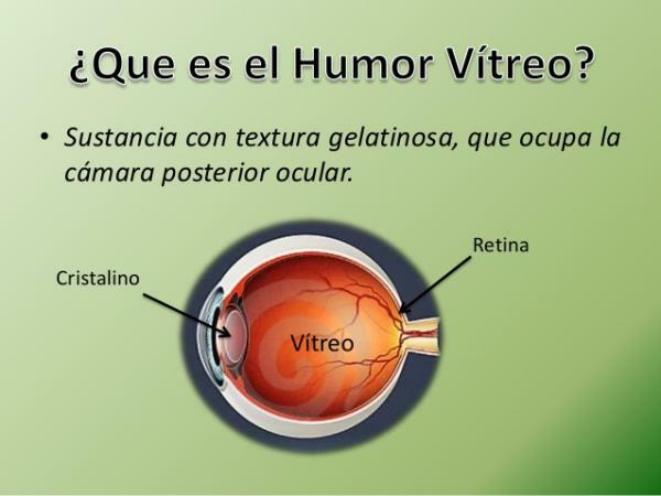 Анатомия на човешкото око - стъкловидно хумор