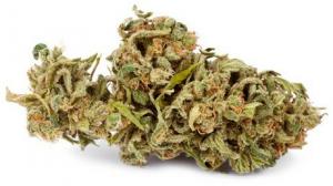 4 vrste marihuane: kanabis i njegove karakteristike