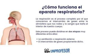 Ako funguje dýchací systém