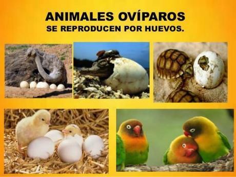 Examples of oviparous animals - for children