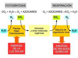 Difference between photosynthesis and respiration