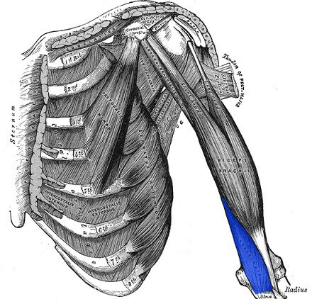 Brachiaalne