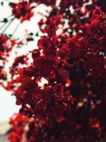 Red color: discover what is its psychological meaning