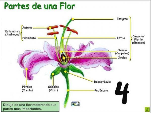 Parts of a rose and their functions - Androecium