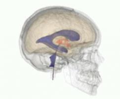 Komorový systém mozku: části, vlastnosti a funkce
