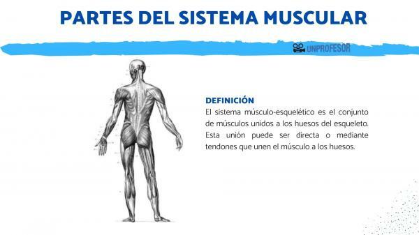 Parts of the muscular system