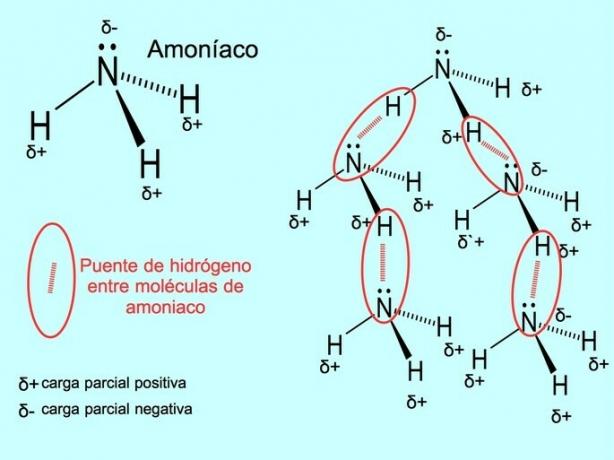 Hidrogénkötések az ammónia molekulák között