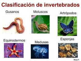 Invertebrate animals: characteristics and classification