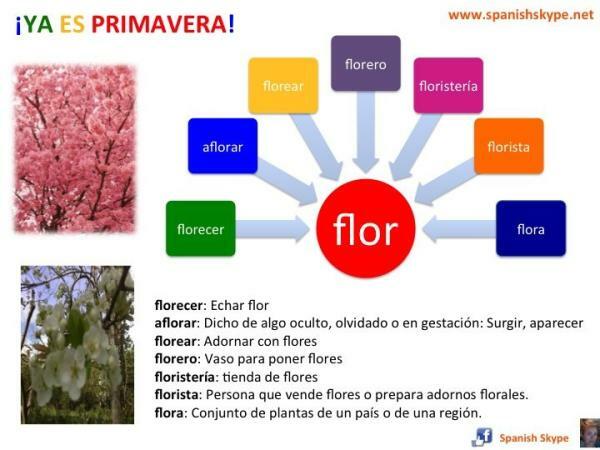 Voorbeelden van lexicale velden - Voorbeelden van lexicale velden van bloemen