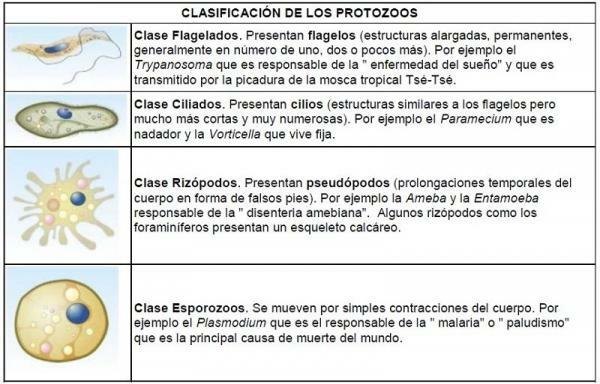 Kingdom protista: characteristics and classification - Protozoa: characteristics and classification