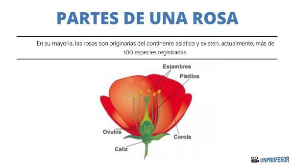 Části růže a jejich funkce - Druhy růží a jejich klasifikace 