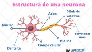 Structure of the NEURON -SUMMARY + SCHEMES !!