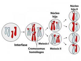 MEIOSIS: Phases and Characteristics
