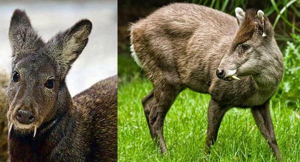 Skunk deer, an animal on the verge of extinction