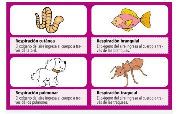 Animal kingdom: general characteristics - The respiration of animals