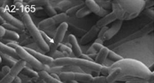 장에 사는 박테리아: 특성, 유형 및 기능