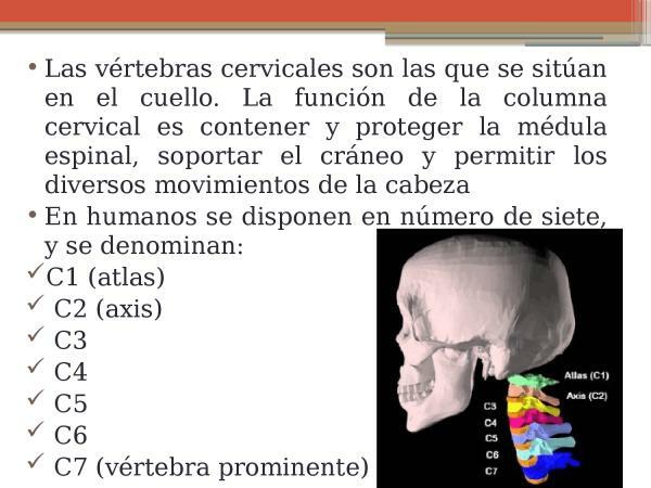 Cervical vertebrae: characteristics and function - 3 functions of the cervical vertebrae