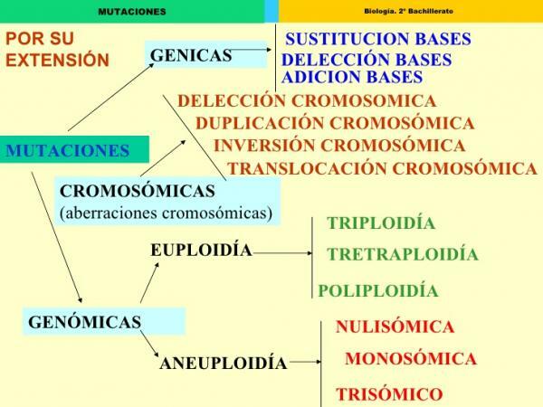 Types of genetic mutation - Types of genetic mutations according to their level