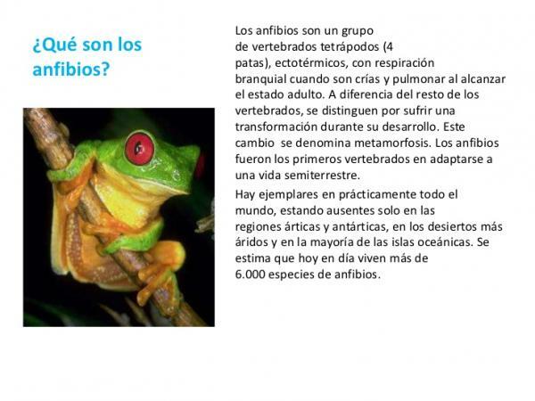 Amphibians: definition, characteristics and examples - What are amphibians?