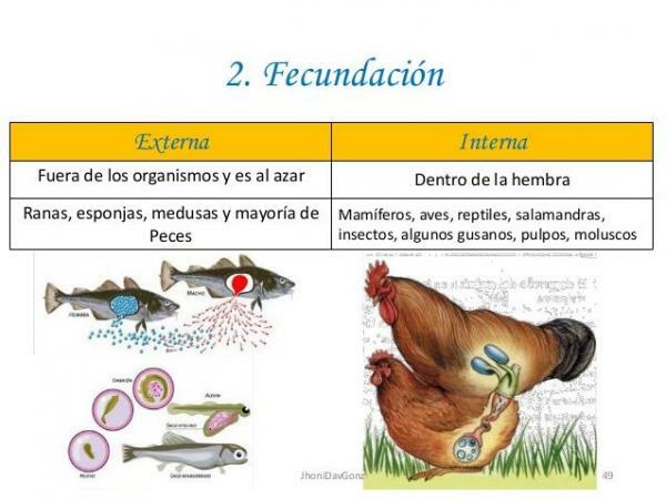 Külső és belső megtermékenyítés: különbségek - Belső megtermékenyítéssel rendelkező állatok