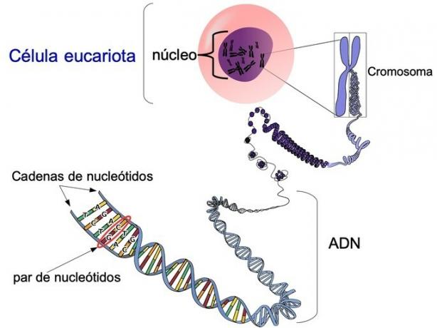 eukaryotic cell nucleus with dna
