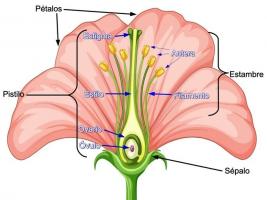 The main parts of a flower