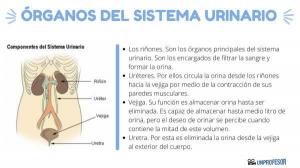 All ORGANS of the URINARY system